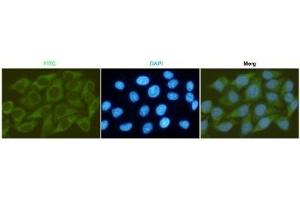 Immunocytochemistry staining of HeLa cells fixed with -20 °C Methanol and using GSK-3β mouse mAb (dilution 1:200).