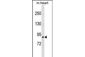 PRRT4 Antibody (C-term) (ABIN1537435 and ABIN2849686) western blot analysis in mouse heart tissue lysates (35 μg/lane). (PRRT4 anticorps  (C-Term))