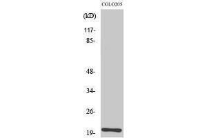 Western Blotting (WB) image for anti-Trafficking Protein Particle Complex 3 (TRAPPC3) (C-Term) antibody (ABIN3183514) (TRAPPC3 anticorps  (C-Term))