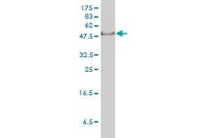 GTF2H1 monoclonal antibody (M01), clone 1F12-1B5 Western Blot analysis of GTF2H1 expression in Jurkat .