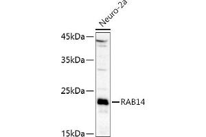 Western blot analysis of extracts of Neuro-2a cells, using R antibody (ABIN6128589, ABIN6146549, ABIN6146550 and ABIN6216493) at 1:1000 dilution. (RAB14 anticorps  (AA 126-215))