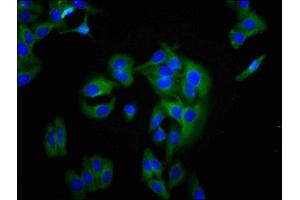 Immunofluorescence staining of HepG2 cells with ABIN7145263 at 1:200, counter-stained with DAPI. (BCAM anticorps  (AA 447-547))