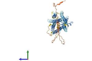 AlphaFold protein structure predicition of Human Recombinant GPR143 Protein, UniprotID P51810