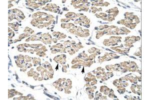 Image no. 1 for anti-Signal Transducer and Activator of Transcription 4 (STAT4) (AA 247-296) antibody (ABIN202898)