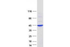 Validation with Western Blot