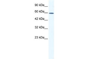DDX5 antibody used at 1. (DDX5 anticorps)