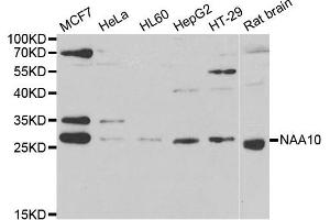 Western blot analysis of extracts of various cell lines, using NAA10 antibody.