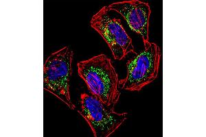 Fluorescent confocal image of Hela cell stained with HEYL Antibody (N-term). (HEYL anticorps  (N-Term))