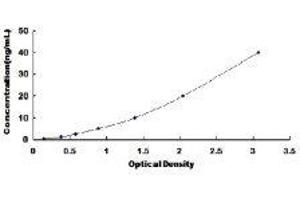 Aquaporin 2 (Collecting Duct) (AQP2) ELISA Kit
