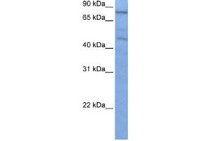 WB Suggested Anti-ZNF555 Antibody Titration:  0. (ZNF555 anticorps  (C-Term))