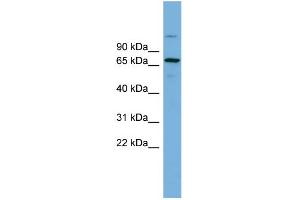 WB Suggested Anti-BRAP Antibody Titration:  0. (BRAP anticorps  (Middle Region))