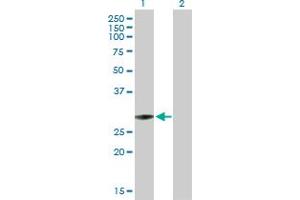 Western Blot analysis of TFAM expression in transfected 293T cell line by TFAM MaxPab polyclonal antibody. (TFAM anticorps  (AA 1-246))