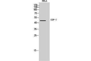 Western Blotting (WB) image for anti-Growth Differentiation Factor 7 (GDF7) (Internal Region) antibody (ABIN3181491) (GDF7 anticorps  (Internal Region))