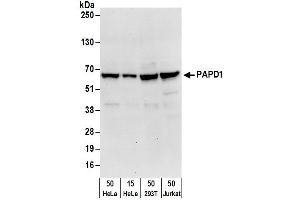 anti-Mitochondrial Poly(A) Polymerase (MTPAP) (AA 532-582) antibody