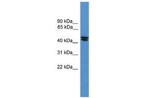 WB Suggested Anti-OPRL1 Antibody Titration: 0. (OPRL1 anticorps  (Middle Region))