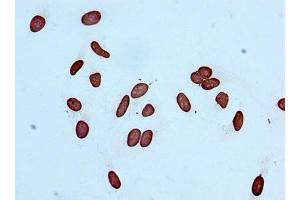 Immunocytochemistry analysis of ABIN7127268 diluted at 1:100 and staining in Hela cells performed on a Leica BondTM system. (Recombinant Histone H3.1 anticorps  (H3K14ac))