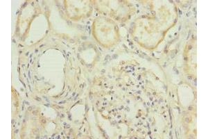 Immunohistochemistry of paraffin-embedded human kidney tissue using ABIN7155221 at dilution of 1:100 (HPCAL1 anticorps  (AA 2-193))