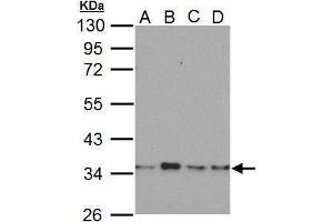 WB Image Sample (30 ug of whole cell lysate) A: A549 B: H1299 C: HCT116 D: MCF-7 10% SDS PAGE antibody diluted at 1:500