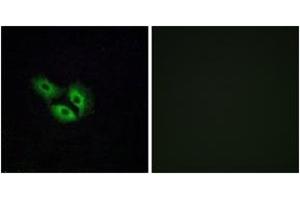 Immunofluorescence analysis of A549 cells, using OR4E2 Antibody. (OR4E2 anticorps  (AA 228-277))