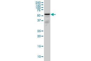 Western Blotting (WB) image for anti-Rh Family C Glycoprotein (RHCG) (AA 418-480) antibody (ABIN466210) (RHCG anticorps  (AA 418-480))