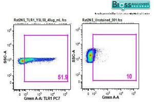 Rat splenocytes stained with Anti-TLR1 Polyclonal Antibody, PE-CY7 Conjugated (ABIN736386) at 1:25.