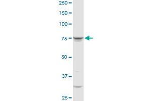 QARS MaxPab rabbit polyclonal antibody.