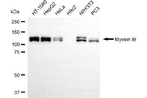 anti-Myosin IB (MYO1B) antibody
