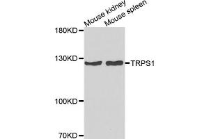 Western blot analysis of extracts of various cell lines, using TRPS1 antibody (ABIN5974943) at 1/1000 dilution. (TRPS1 anticorps)