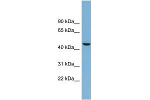 WB Suggested Anti-ALPPL2 Antibody Titration:  0. (ALPPL2 anticorps  (Middle Region))