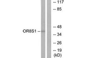 Western blot analysis of extracts from HT-29 cells, using OR8S1 Antibody.