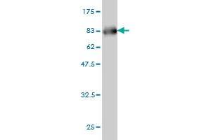 Western Blot detection against Immunogen (71.