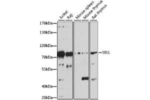 Western blot analysis of extracts of various cell lines, using SELL antibody (ABIN1874720) at 1:1000 dilution. (L-Selectin anticorps)