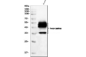 Western blot analysis of CD147/Emmprin using anti-CD147/Emmprin antibody (ABIN7599997).
