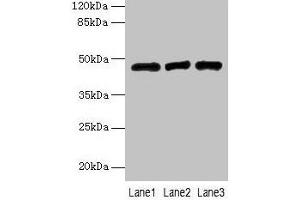 Western blot All lanes: B3GNT2 antibody at 4 μg/mL Lane 1: 293T whole cell lysate Lane 2: Jurkat whole cell lysate Lane 3: HL60 whole cell lysate Secondary Goat polyclonal to rabbit IgG at 1/10000 dilution Predicted band size: 47, 46 kDa Observed band size: 47 kDa (B3GNT2 anticorps  (AA 29-397))