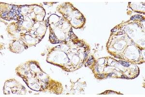Immunohistochemistry of paraffin-embedded Human placenta using VEGF Receptor 1 Polyclonal Antibody at dilution of 1:100 (40x lens). (FLT1 anticorps)
