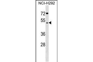 Western blot analysis in NCI-H292 cell line lysates (35ug/lane). (SDS3 anticorps  (N-Term))