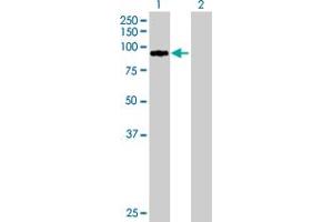 Western Blot analysis of ZNF274 expression in transfected 293T cell line by ZNF274 MaxPab polyclonal antibody. (ZNF274 anticorps  (AA 1-653))