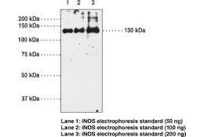 Image no. 1 for anti-Nitric Oxide Synthase 2, Inducible (NOS2) antibody (ABIN2451596) (NOS2 anticorps)
