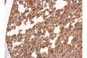 IHC-P Image TMEM59 antibody detects TMEM59 protein at on mouse lung by immunohistochemical analysis.