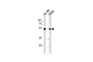 Western blot analysis in HL-60,K562 cell line lysates (35ug/lane). (MEF2C anticorps  (AA 365-394))