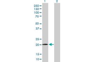 Western Blot analysis of WWOX expression in transfected 293T cell line by WWOX MaxPab polyclonal antibody. (WWOX anticorps  (AA 1-189))