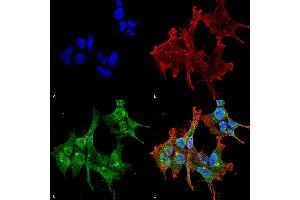 Immunocytochemistry/Immunofluorescence analysis using Mouse Anti-Piccolo Monoclonal Antibody, Clone 6H9-B6 (ABIN863104 and ABIN863105). (Piccolo anticorps)