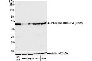 Western Blotting (WB) image for anti-Branched Chain Keto Acid Dehydrogenase E1, alpha Polypeptide (BCKDHA) (pSer292) antibody (ABIN7449282) (Recombinant BCKDHA anticorps  (pSer292))