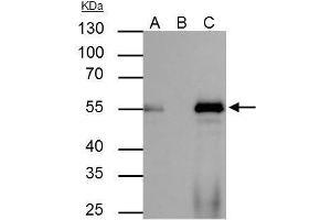 anti-Forkhead Box A1 (FOXA1) (C-Term) antibody