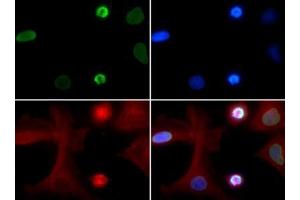 Immunofluorescence of Rabbit Anti-Histone H4 [ac Lys5] Antibody.