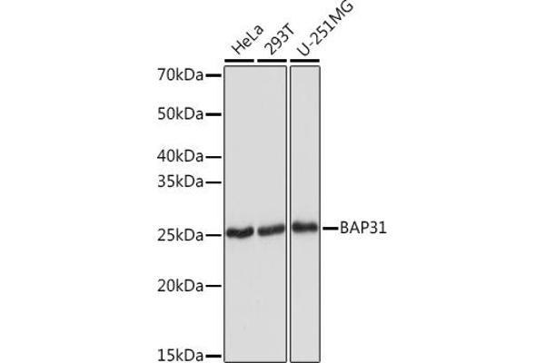 BCAP31 anticorps