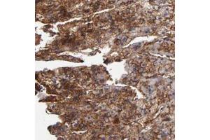 Immunohistochemical staining of human adrenal gland with PLSCR4 polyclonal antibody  shows strong cytoplasmic and membranous positivity in cortical cells at 1:20-1:50 dilution. (PLSCR4 anticorps)