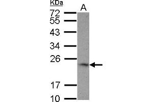 Image no. 1 for anti-Tumor Necrosis Factor (Ligand) Superfamily, Member 9 (TNFSF9) (AA 49-254) antibody (ABIN1501457) (TNFSF9 anticorps  (AA 49-254))