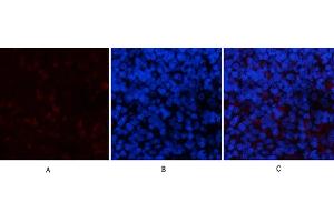Immunofluorescence analysis of rat spleen tissue. (PPARD anticorps)