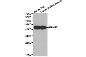 Western Blotting (WB) image for anti-Nicotinamide phosphoribosyltransferase (NAMPT) antibody (ABIN1873817) (NAMPT anticorps)